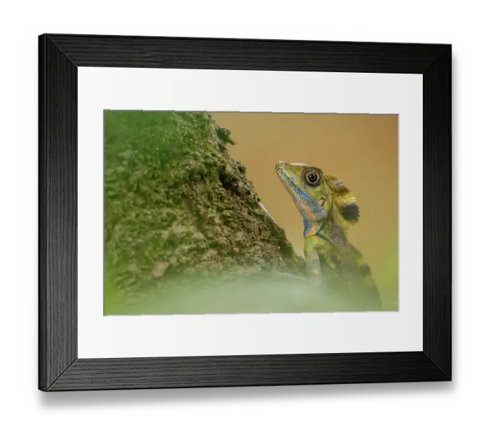 Framed Print : Great anglehead lizard (Gonocephalus grandis) resting on tree trunk, Mulu, Sarawak, Malaysia