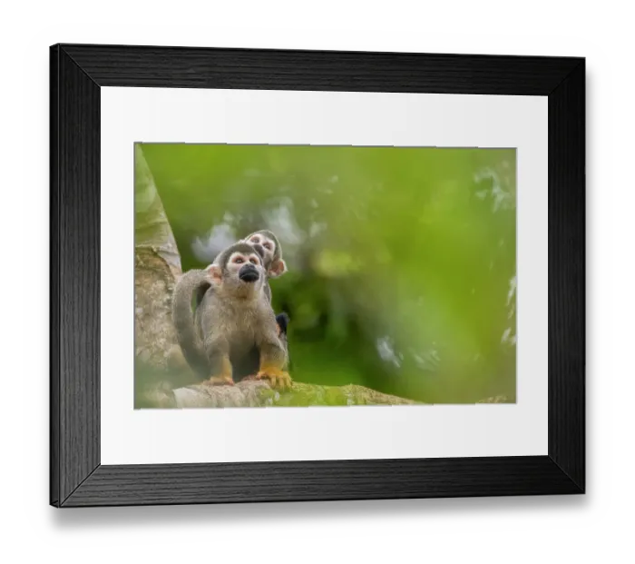 Framed Print : Ecuadorian squirrel monkey (Saimiri cassiquiarensis macrodon) female carrying infant on back in tree, Yasuni National Park, Orellana, Ecuador Framed Print : Ecuadorian squirrel monkey (Saimiri cassiquiarensis macrodon) female carrying infant on back in tree, Yasuni National Park, Orellana, Ecuador