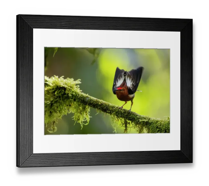 Framed Print : Club-winged manakin (Machaeropterus deliciosus) male, courtship display at lek, Choco rainforest, Pichincha, Ecuador Framed Print : Club-winged manakin (Machaeropterus deliciosus) male, courtship display at lek, Choco rainforest, Pichincha, Ecuador