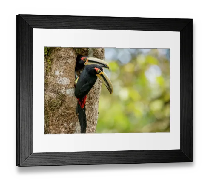 Framed Print : Pale-mandibled aracaris (Pteroglossus erythropygius) pair, at entrance to nest hole in tree, Choco rainforest, Los Bancos, Pichincha, Ecuador