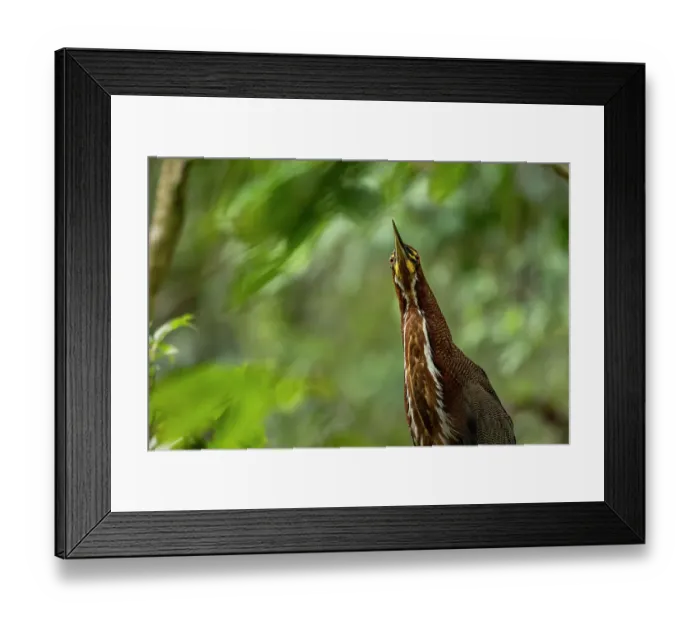 Framed Print : Rufescent tiger heron (Tigrisoma lineatum) portrait, Yasuni National Park, Orellana, Ecuador Framed Print : Rufescent tiger heron (Tigrisoma lineatum) portrait, Yasuni National Park, Orellana, Ecuador