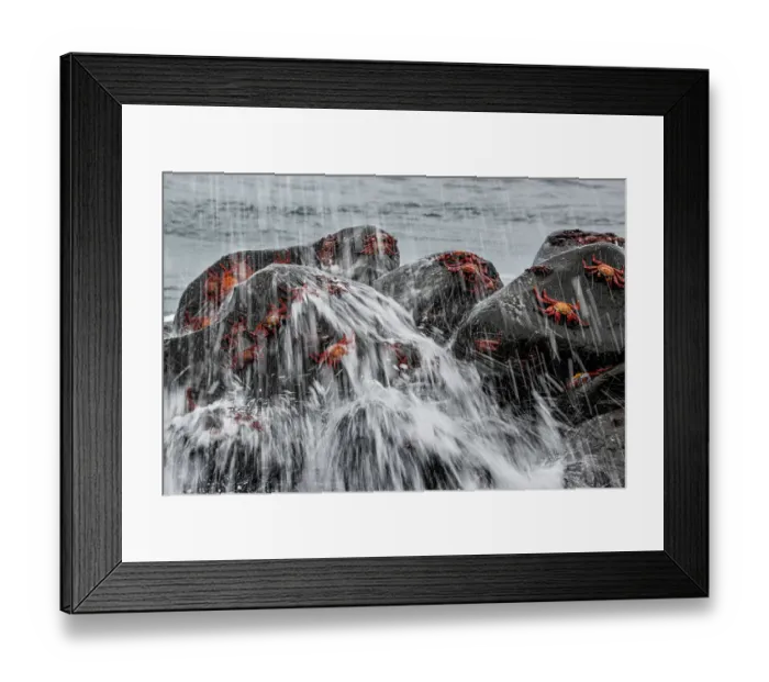 Framed Print : Sally Lightfoot crabs (Grapsus grapsus) on rocks caught in the swell, Espanola Island, Galapagos National Park, Galapagos Islands Framed Print : Sally Lightfoot crabs (Grapsus grapsus) on rocks caught in the swell, Espanola Island, Galapagos National Park, Galapagos Islands