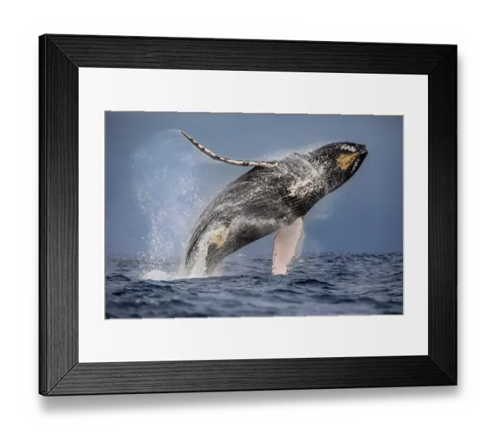 Framed Print : Humpback whale (Megaptera novaeangliae) breaching, Manabi, Ecuador, Pacific Ocean Framed Print : Humpback whale (Megaptera novaeangliae) breaching, Manabi, Ecuador, Pacific Ocean