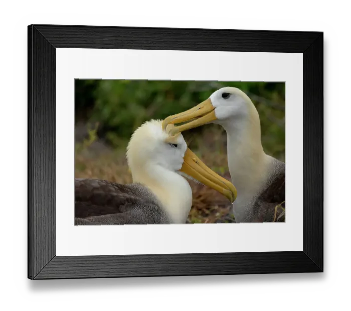 Framed Print : Two Waved / Galapagos albatrosses (Phoebastria irrorata) preening, Espanola Island, Galapagos National Park, Galapagos Islands. Critically endangered Framed Print : Two Waved / Galapagos albatrosses (Phoebastria irrorata) preening, Espanola Island, Galapagos National Park, Galapagos Islands. Critically endangered