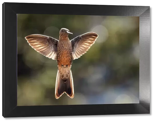 Giant hummingbird (Patagona gigas) in flight, portrait, Cotopaxi National Park, Cotopaxi, Ecuador