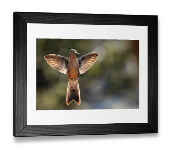 Framed Print : Giant hummingbird (Patagona gigas) in flight, portrait, Cotopaxi National Park, Cotopaxi, Ecuador Framed Print : Giant hummingbird (Patagona gigas) in flight, portrait, Cotopaxi National Park, Cotopaxi, Ecuador