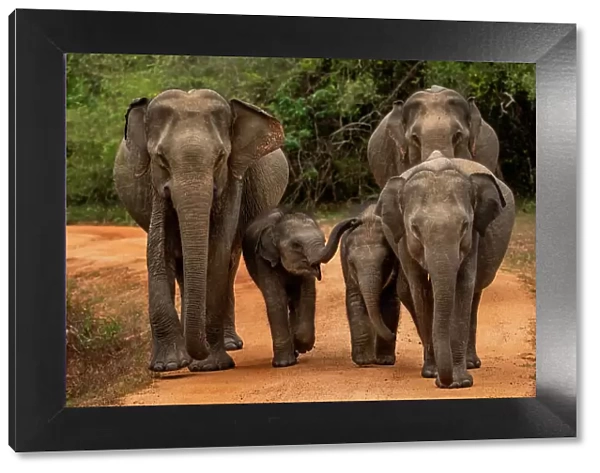 Three Sri Lankan elephants (Elephas maximus maximus) with two calves walking along forest road, Yala National Park, Southern and Uva Provinces, Sri Lanka