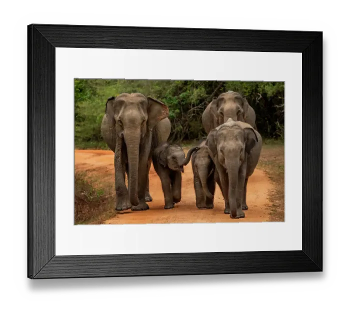 Framed Print : Three Sri Lankan elephants (Elephas maximus maximus) with two calves walking along forest road, Yala National Park, Southern and Uva Provinces, Sri Lanka Framed Print : Three Sri Lankan elephants (Elephas maximus maximus) with two calves walking along forest road, Yala National Park, Southern and Uva Provinces, Sri Lanka
