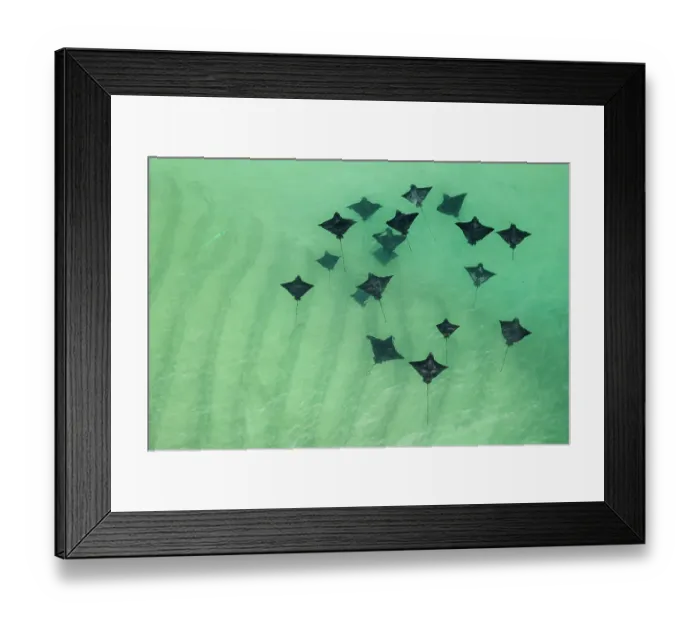 Framed Print : Group of Spotted eagle rays (Aetobatus narinari) swimming in shallow water, Santa Cruz Island, Galapagos National Park, Pacific Ocean. Small repro only Framed Print : Group of Spotted eagle rays (Aetobatus narinari) swimming in shallow water, Santa Cruz Island, Galapagos National Park, Pacific Ocean. Small repro only