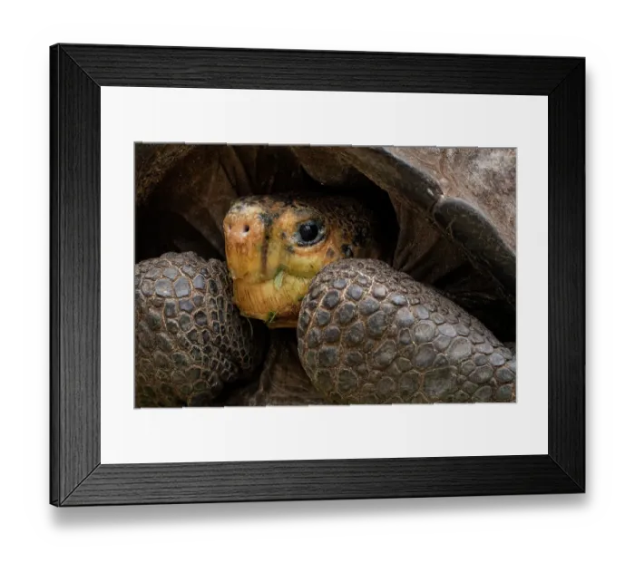 Framed Print : Fernandina giant-tortoise (Chelonoidis phantasticus) head portrait, Fernandina Island, Galapagos National Park, Galapagos Islands. Critically endangered Framed Print : Fernandina giant-tortoise (Chelonoidis phantasticus) head portrait, Fernandina Island, Galapagos National Park, Galapagos Islands. Critically endangered