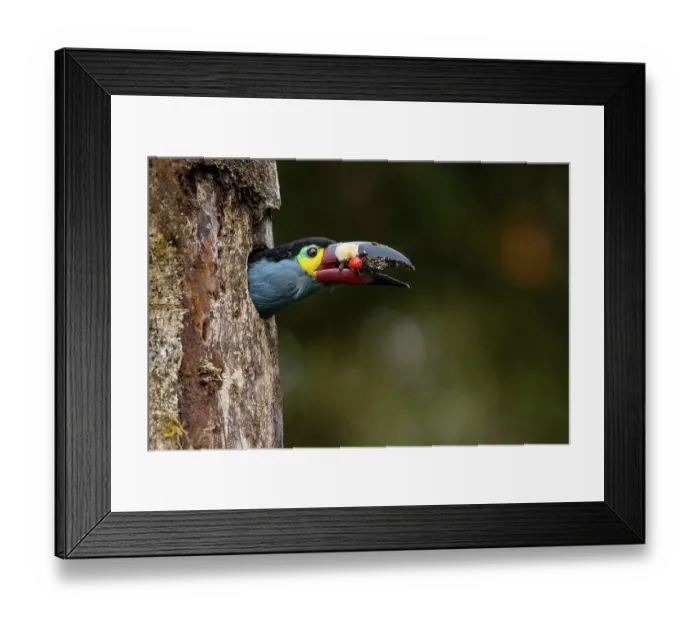 Framed Print : Plate-billed mountain toucan (Andigena laminirostris) peering our from nest hole in tree trunk with food in beak, Mindo, Pichincha, Ecuador Framed Print : Plate-billed mountain toucan (Andigena laminirostris) peering our from nest hole in tree trunk with food in beak, Mindo, Pichincha, Ecuador