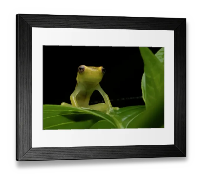 Framed Print : Mashpi torrenteer frog (Hyloscirtus mashpi) juvenile. resting on a leaf at night, Mashpi, Pichincha, Ecuador. Endangered Framed Print : Mashpi torrenteer frog (Hyloscirtus mashpi) juvenile. resting on a leaf at night, Mashpi, Pichincha, Ecuador. Endangered