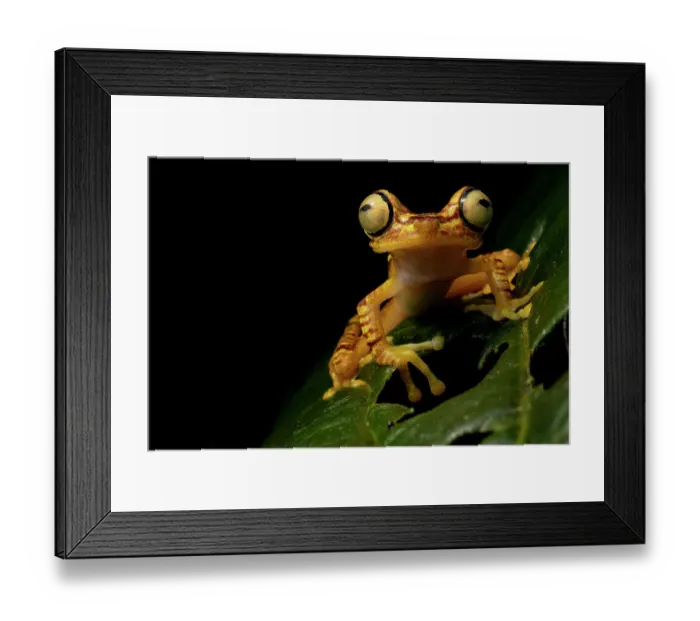 Framed Print : Imbabura tree frog (Boana picturata) restin on a leaf at night, Mashpi, Pichincha, Ecuador
