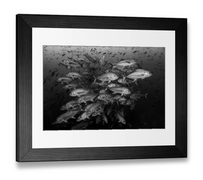 Framed Print : Bigeye trevallies (Caranx sexfasciatus) shoal. Darwin Island, Galapagos National Park, Pacific Ocean Framed Print : Bigeye trevallies (Caranx sexfasciatus) shoal. Darwin Island, Galapagos National Park, Pacific Ocean