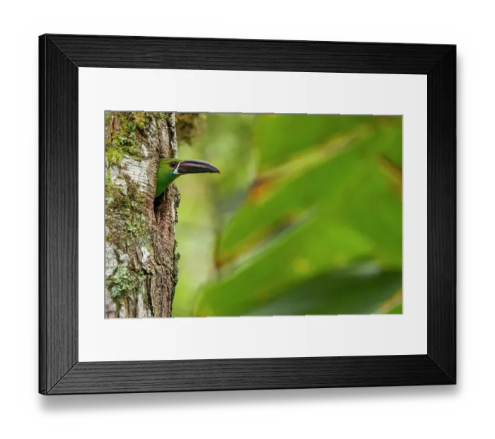 Framed Print : Crimson-rumped toucanet (Aulacorhynchus haematopygus) peering our from nest hole in tree trunk, Pichincha, Ecuador Framed Print : Crimson-rumped toucanet (Aulacorhynchus haematopygus) peering our from nest hole in tree trunk, Pichincha, Ecuador