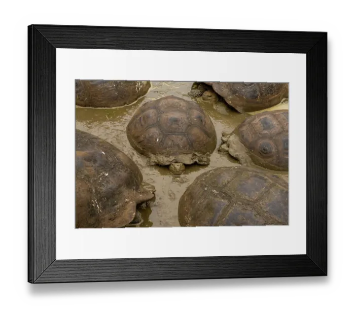 Framed Print : Group of Santa Cruz giant-tortoises (Chelonoidis porteri) wallowing in mud, Santa Cruz Island, Galapagos National Park, Galapagos Islands. Critically endangered Framed Print : Group of Santa Cruz giant-tortoises (Chelonoidis porteri) wallowing in mud, Santa Cruz Island, Galapagos National Park, Galapagos Islands. Critically endangered