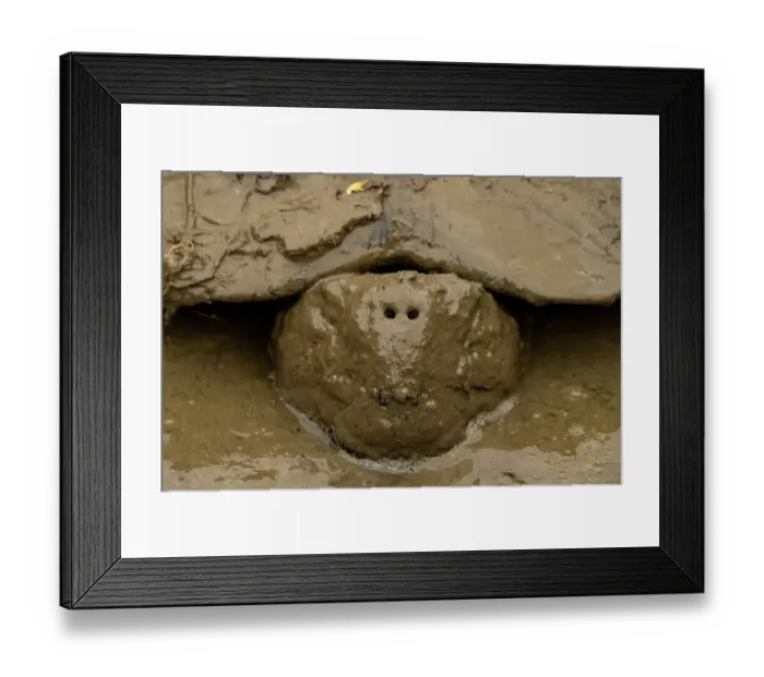 Framed Print : Santa Cruz giant-tortoise (Chelonoidis porteri) covered in mud, Santa Cruz Island, Galapagos National Park, Galapagos Isalnds. Critically endangered Framed Print : Santa Cruz giant-tortoise (Chelonoidis porteri) covered in mud, Santa Cruz Island, Galapagos National Park, Galapagos Isalnds. Critically endangered