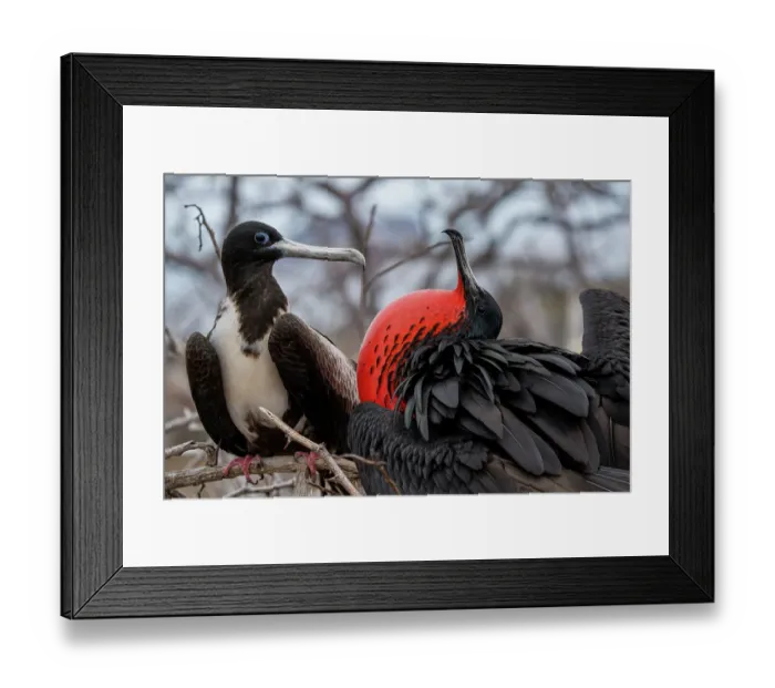 Framed Print : Magnificent frigatebirds (Fregata magnificens) pair in courtship display, male with gular sac inflated, North Seymour Island, Galapagos National Park, Galapagos Islands Framed Print : Magnificent frigatebirds (Fregata magnificens) pair in courtship display, male with gular sac inflated, North Seymour Island, Galapagos National Park, Galapagos Islands