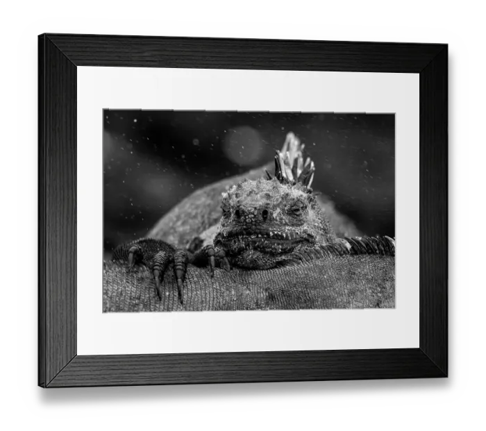 Framed Print : Marine iguana (Amblyrhynchus cristatus) resting head on back of another Marine iguana, Fernandina Island, Galapagos National Park, Galapagos Islands Framed Print : Marine iguana (Amblyrhynchus cristatus) resting head on back of another Marine iguana, Fernandina Island, Galapagos National Park, Galapagos Islands