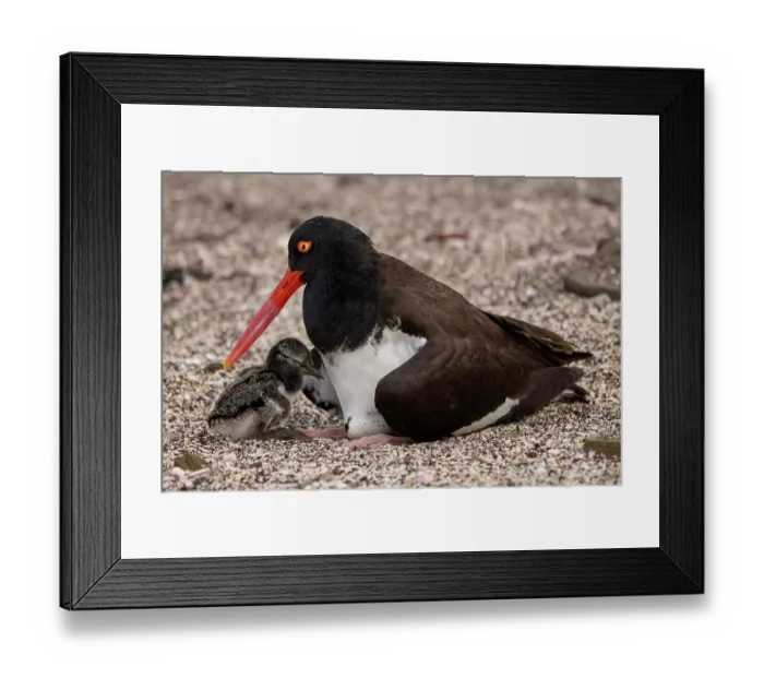 Framed Print : American oystercatcher (Haematopus palliatus) female with chick resting on beach, Santiago Island, Galapagos National Park, Galapagos Islands Framed Print : American oystercatcher (Haematopus palliatus) female with chick resting on beach, Santiago Island, Galapagos National Park, Galapagos Islands