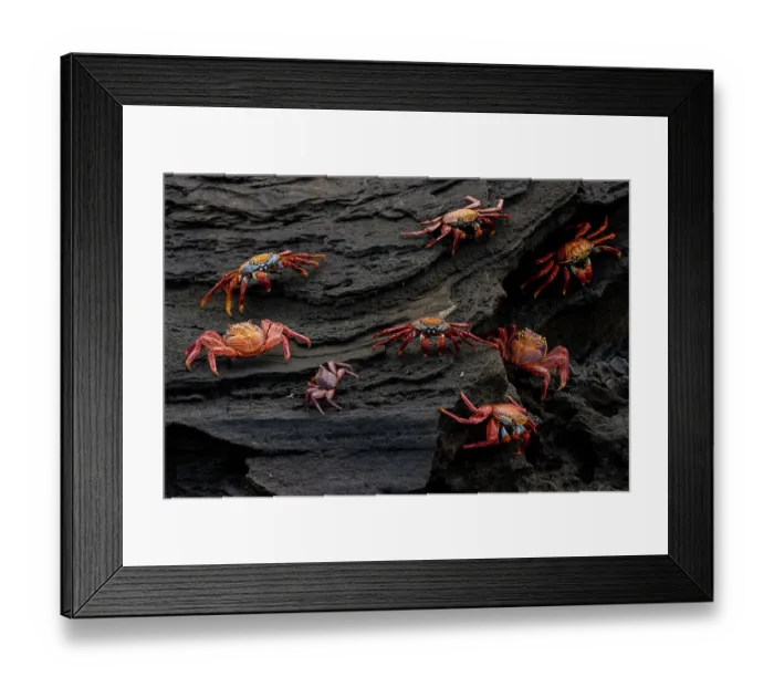 Framed Print : Sally Lightfoot crabs (Grapsus grapsus) on coastal volcanic rocks, Santiago Island, Galapagos National Park, Galapagos Islands Framed Print : Sally Lightfoot crabs (Grapsus grapsus) on coastal volcanic rocks, Santiago Island, Galapagos National Park, Galapagos Islands