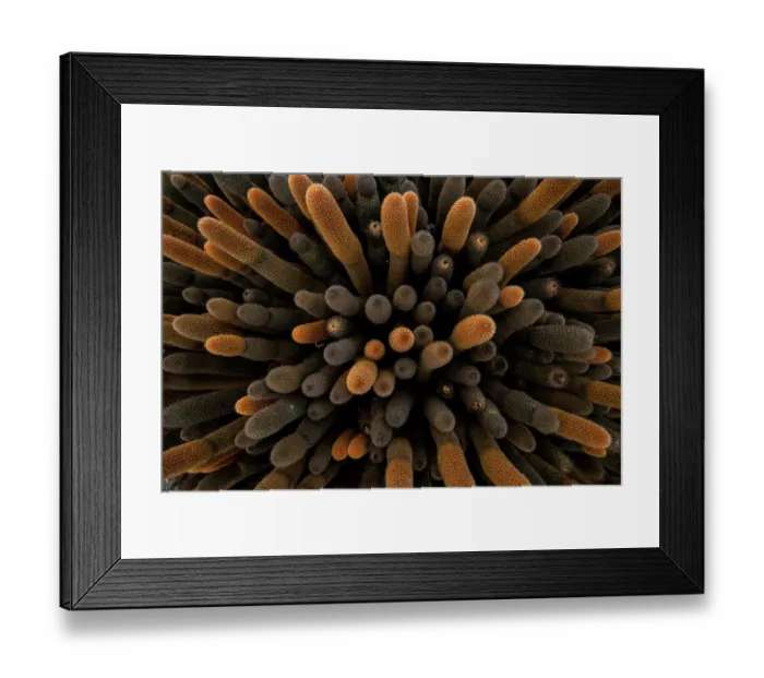 Framed Print : Aerial view of dense stand of Lava cactus (Brachycereus nesioticus), Fernandina Island, Galapagos National Park, Galapagos Islands Framed Print : Aerial view of dense stand of Lava cactus (Brachycereus nesioticus), Fernandina Island, Galapagos National Park, Galapagos Islands