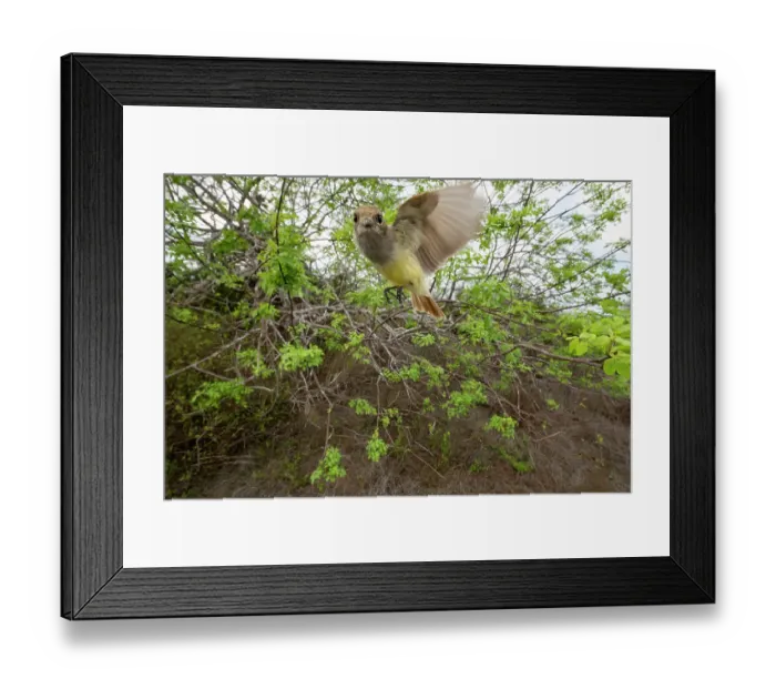 Framed Print : Galapagos flycatcher (Myiarchus magnirostris) in flight, Santiago Island, Galapagos National Park, Galapagos Islands Framed Print : Galapagos flycatcher (Myiarchus magnirostris) in flight, Santiago Island, Galapagos National Park, Galapagos Islands