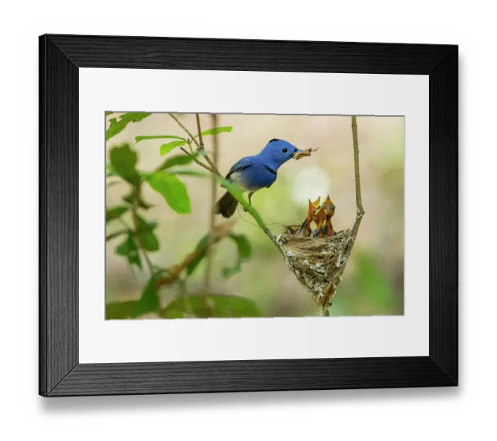 Framed Print : Black-naped monarch / Black-naped blue flycatcher (Hypothymis azurea) male, with insect prey in beak, feeding three chicks at nest, Wilpattu National Park, Sri Lanka Framed Print : Black-naped monarch / Black-naped blue flycatcher (Hypothymis azurea) male, with insect prey in beak, feeding three chicks at nest, Wilpattu National Park, Sri Lanka