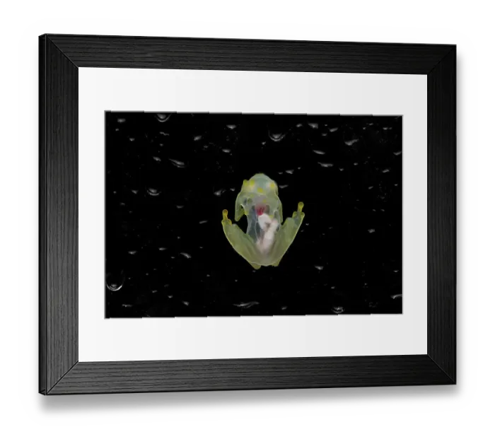Framed Print : Mashpi glassfrog (Hyalinobatrachium mashpi) underside, internal organs visible. Captive, occurs in Ecuador Framed Print : Mashpi glassfrog (Hyalinobatrachium mashpi) underside, internal organs visible. Captive, occurs in Ecuador