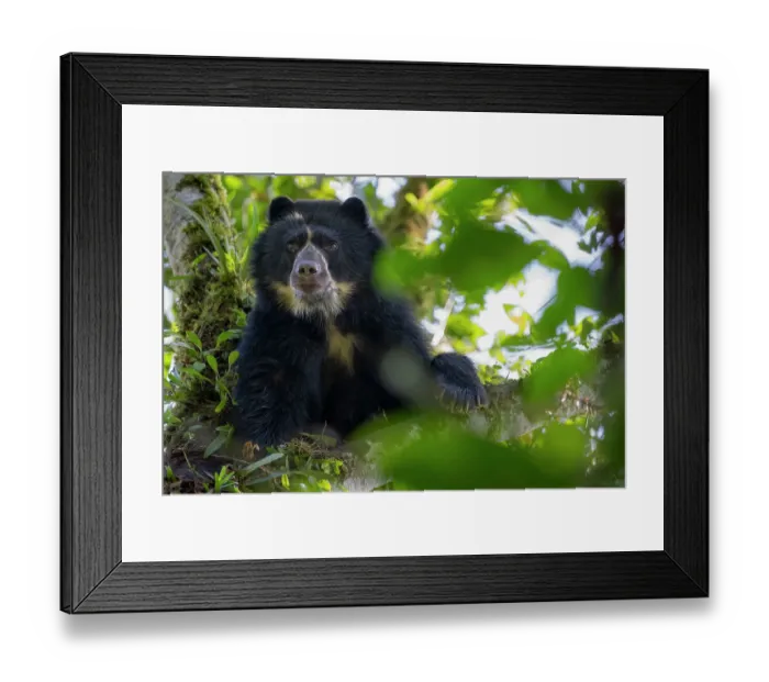 Framed Print : Andean bear / Spectacled bear (Tremarctos ornatus) resting in tree in cloud forest, looking down, Ecuadorian Choco, Pichincha, Ecuador Framed Print : Andean bear / Spectacled bear (Tremarctos ornatus) resting in tree in cloud forest, looking down, Ecuadorian Choco, Pichincha, Ecuador