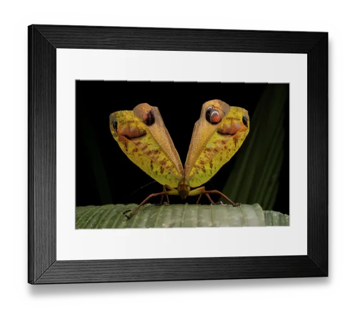 Framed Print : Peacock katydid (Pterochroza ocellata) in defensive posture, Yasuni National Park, Orellana, Ecuador Framed Print : Peacock katydid (Pterochroza ocellata) in defensive posture, Yasuni National Park, Orellana, Ecuador