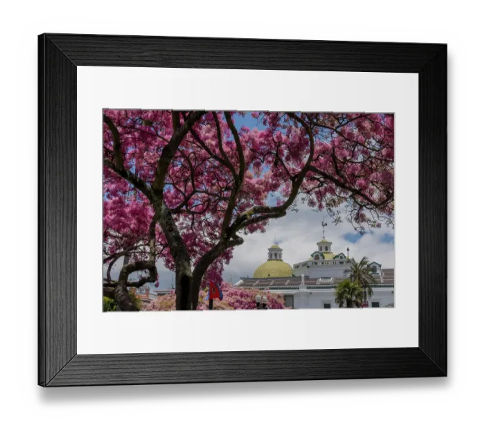 Framed Print : Fringetree (Chionanthus pubescens) with pink blossom in Old Quito, Pichincha, Ecuador Framed Print : Fringetree (Chionanthus pubescens) with pink blossom in Old Quito, Pichincha, Ecuador