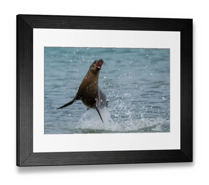 Framed Print : Galapagos sea lion (Zalophus wollebaeki) juvenile, jumping and playing in ocean, San Cristobal Island, Galapagos National Park, Pacific Ocean. Endangered Framed Print : Galapagos sea lion (Zalophus wollebaeki) juvenile, jumping and playing in ocean, San Cristobal Island, Galapagos National Park, Pacific Ocean. Endangered