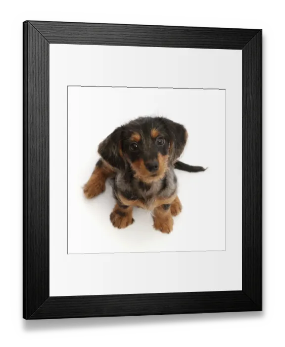 Framed Print : Dachshund x Yorkshire terrier puppy, aged 10 weeks, sitting looking up, portrait Framed Print : Dachshund x Yorkshire terrier puppy, aged 10 weeks, sitting looking up, portrait