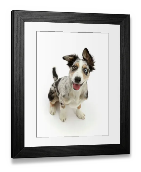Framed Print : Border collie x Bearded collie puppy, aged 4 months, sitting looking up with tongue out, portrait Framed Print : Border collie x Bearded collie puppy, aged 4 months, sitting looking up with tongue out, portrait