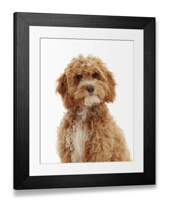 Framed Print : Cockapoo puppy, aged 18 weeks, portrait