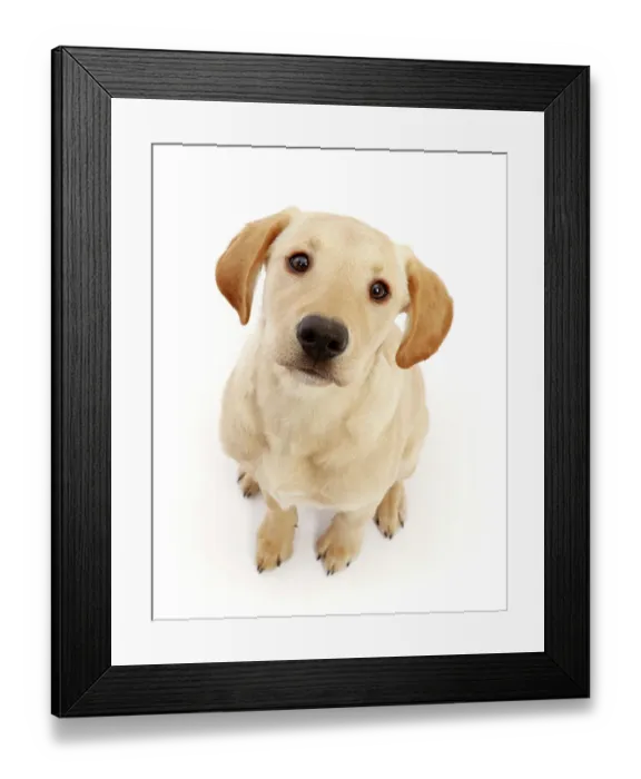 Framed Print : Yellow Labrador puppy, aged 4 months, sitting and looking up, portrait Framed Print : Yellow Labrador puppy, aged 4 months, sitting and looking up, portrait