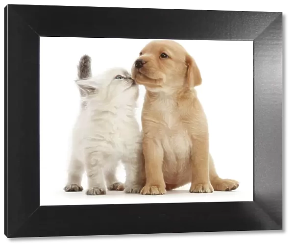 Yellow Labrador retriever puppy and Ragdoll-cross kitten side by side, touching noses, portrait