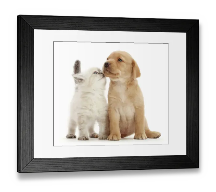 Framed Print : Yellow Labrador retriever puppy and Ragdoll-cross kitten side by side, touching noses, portrait Framed Print : Yellow Labrador retriever puppy and Ragdoll-cross kitten side by side, touching noses, portrait