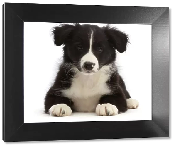 Black-and-white Border collie puppy, lying down, portrait