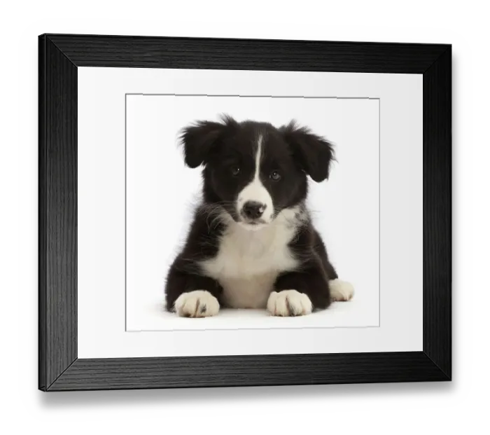 Framed Print : Black-and-white Border collie puppy, lying down, portrait