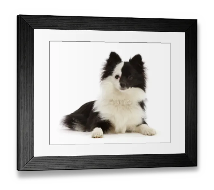 Framed Print : Pomchi (Pomeranian x Chihuahua) puppy, aged 6 months, lying down, portrait Framed Print : Pomchi (Pomeranian x Chihuahua) puppy, aged 6 months, lying down, portrait