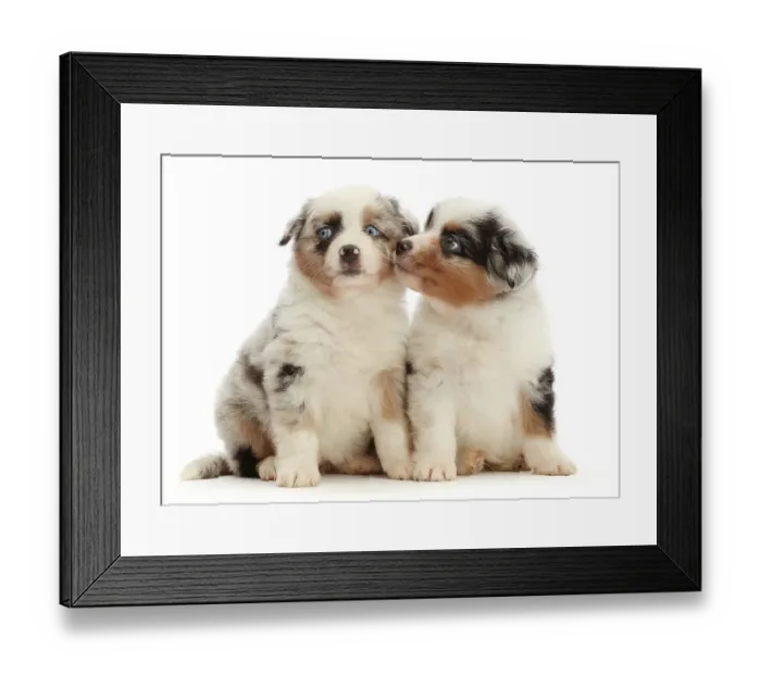Framed Print : Two Miniature American shepherd puppies, aged 7 weeks, sitting side by side, portrait Framed Print : Two Miniature American shepherd puppies, aged 7 weeks, sitting side by side, portrait