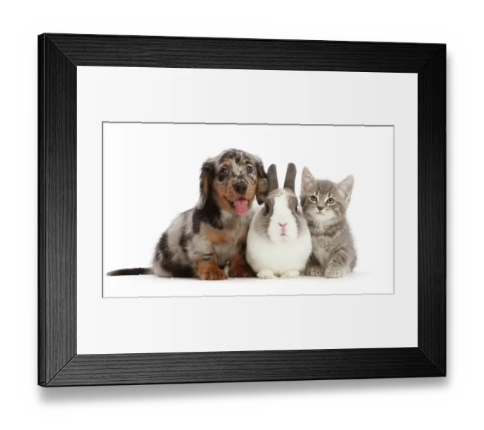 Framed Print : Dapple Dachshund puppy with Netherland dwarf rabbit and grey Tabby kitten sitting side by side, portrait Framed Print : Dapple Dachshund puppy with Netherland dwarf rabbit and grey Tabby kitten sitting side by side, portrait