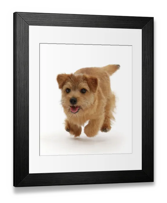 Framed Print : Norfolk terrier puppy, aged 7 months, running, portrait Framed Print : Norfolk terrier puppy, aged 7 months, running, portrait