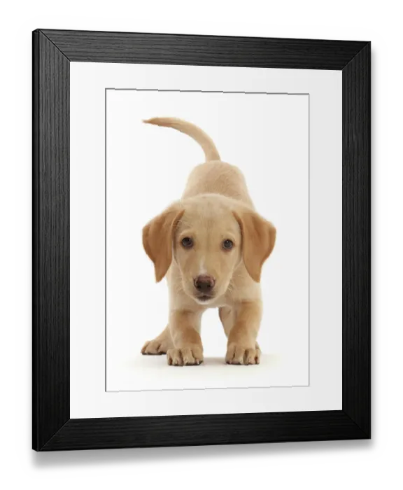 Framed Print : Yellow Labrador puppy, playful posture portrait Framed Print : Yellow Labrador puppy, playful posture portrait