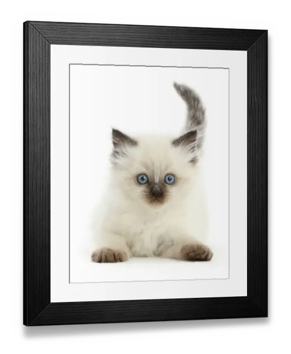 Framed Print : Colourpoint kitten, aged 6 weeks, portrait Framed Print : Colourpoint kitten, aged 6 weeks, portrait