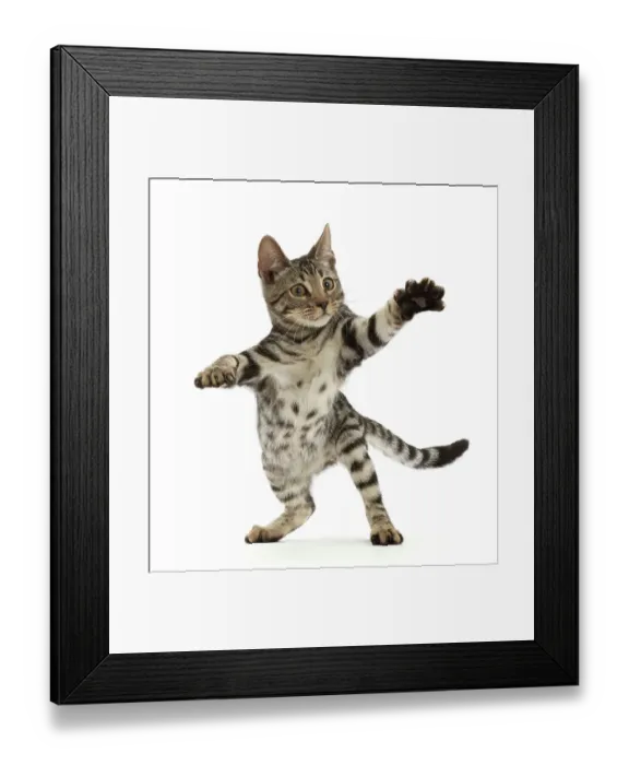 Framed Print : Bengal kitten, aged 15 weeks, standing on hind legs reaching out, portrait Framed Print : Bengal kitten, aged 15 weeks, standing on hind legs reaching out, portrait