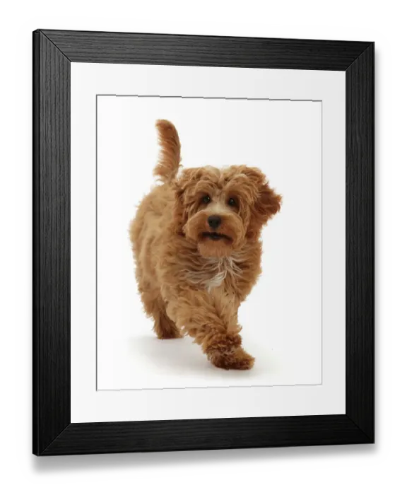 Framed Print : Cockapoo puppy, aged 4 months, running, portrait Framed Print : Cockapoo puppy, aged 4 months, running, portrait