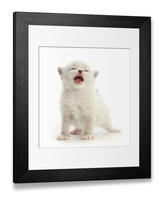 Framed Print : Ragdoll-cross kitten, aged 3 weeks, meowing, portrait Framed Print : Ragdoll-cross kitten, aged 3 weeks, meowing, portrait